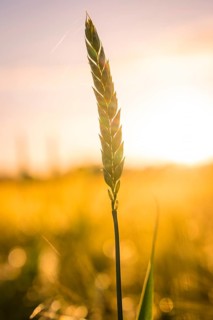 A single ear of wheat at sunset illuminated by golden light, Gechingen, Hecken and Gäu region,