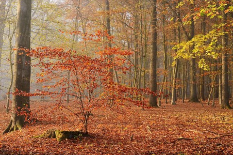 European beech trees (Fagus sylvatica) in a forest in autumn, North Rhine-Westphalia, Germany