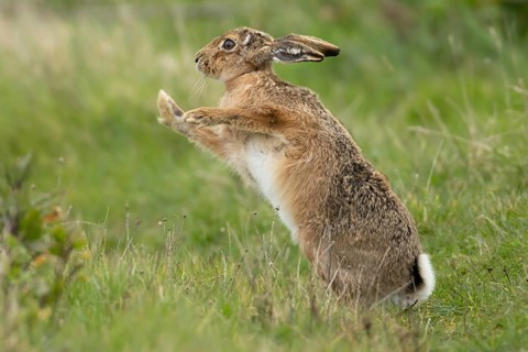 European brown hare (Lepus europaeus) adult animal stretching in a grassland England, United
