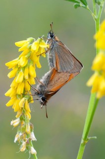 Essex skippe, European skipper, black-winged brown thick-headed butterfly, thymelicus lineola,