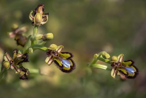 Granelli, Italy, Ophrys Ciliata, Ophrys Speculum, Orchidaceae, Orchids, Orchid Plants, Pantani Cuba