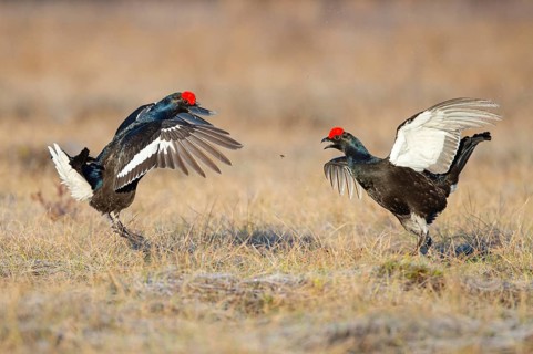 Black grouse (Lyrurus tetrix), black grouse courtship in Sweden, Fågelsjö, Gävleborgs län, Sweden