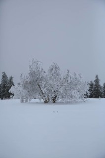 A quiet winter landscape with snow-covered trees and soft fog, snowy trees against a white sky,