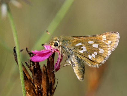 Hesperia comma, comma butterfly, silver-spotted skipper, butterfly, insects, butterfly, butterflies