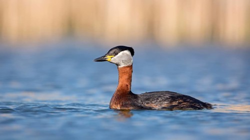 Red-necked Grebe (Podiceps grisegena), Saxony-Anhalt, Germany
