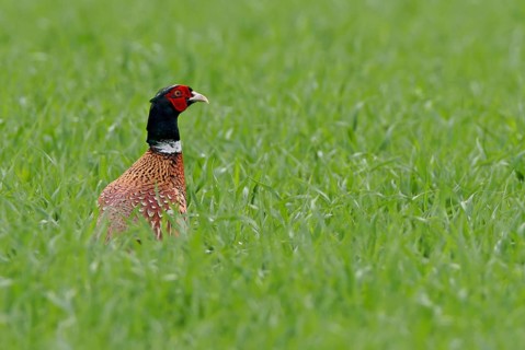 Pheasant (Phasianus colchicus), Faisan de Colchide, Faisan de chasse, Faisán Vulgar, Bad Dürkheim