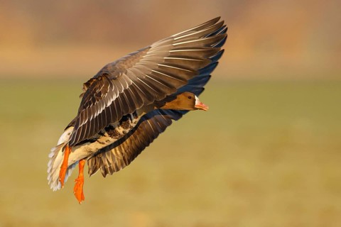 Greater White-fronted Goose (Anser albifrons) flying, North Rhine-Westphalia, Germany