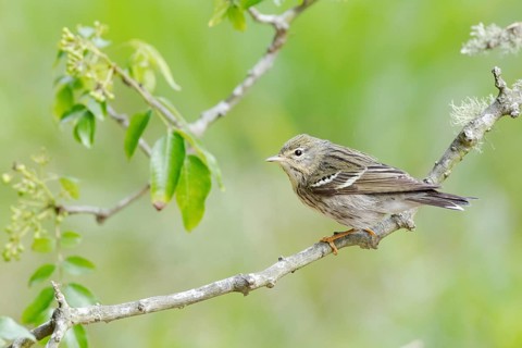 Blackpoll Warbler (Setophaga striata) female perched on a branch, Texas, USA