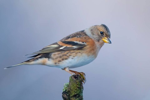 Brambling (Fringilla montifringilla) female perched on a branch, Lower Saxony, Germany