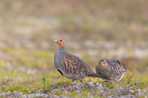 While the grey partridge (Perdix perdix) cock often stops and watches, the hen can devote herself