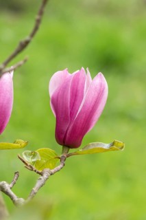 Magnolia (Magnolia 'Amethyst Flame'), Arboretum calf, Germany