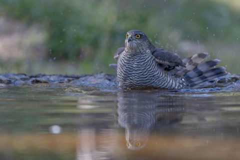 Sparrowhawk (Accipiter nisus), bathing, Catalonia, Spamia