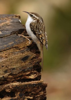 Short-toed Treecreeper (Certhia brachydactyla), Lower Saxony, Germany