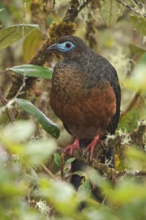 Sickle-winged Guan (Chamaepetes goudotii) perched on a branch in Bolivia, South America