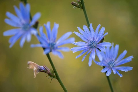 Asteraceae, cichorium intybus, common chicory, common chicory, daisy, chicory, flora, plants,