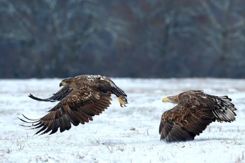 White-tailed Eagle (Haliaeetus albicilla) juveniles flying, Poland