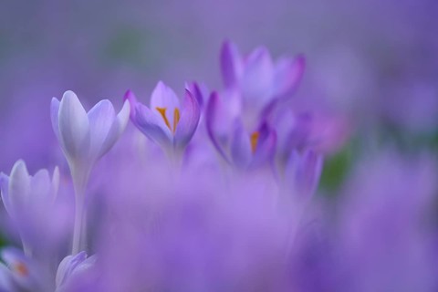 Soft purple crocuses in beautiful bokeh. Spring spirit floating in the air, spring, Bavaria,