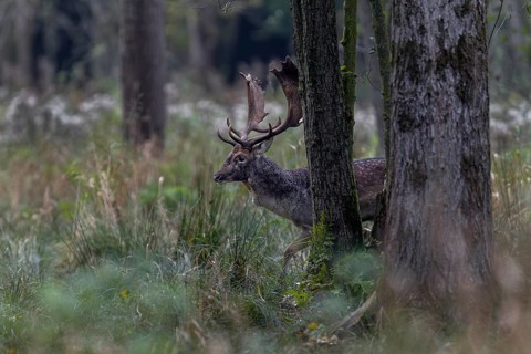 A fallow deer (Dama dama) moves across the rutting ground, rut, mating season, deer rut, autumn,