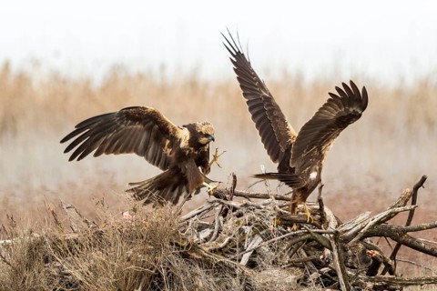 Western Marsh Harrier (Circus aeruginosus) female quarreling, Castile-La Mancha, Spain