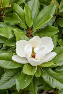 Evergreen magnolia (Magnolia grandiflora 'Baby Grand'), GEVES, Brion, France