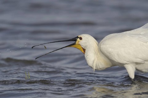 Eurasian Spoonbill (Platalea leucorodia), Austria