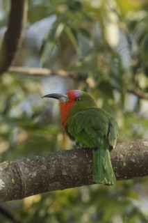 Red-bearded Bee-eater (Nyctyornis amictus), Kaeng Krachan, Thailand