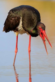 Black Stork (Ciconia nigra) foraging, Greece