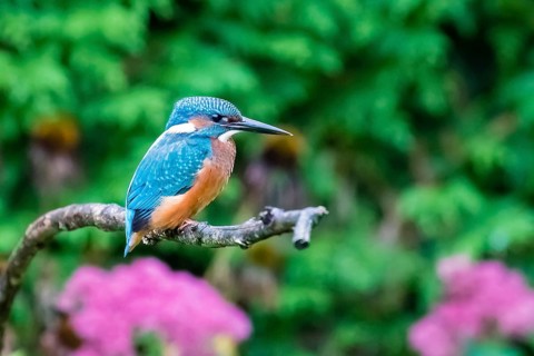 Animals, birds, kingfisher, kingfishers, habitat, perch, branch, side view, (Alcedo atthis)