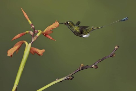 Booted Racket-tail (Ocreatus underwoodii), Ecuador