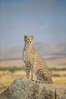 Cheetah (Acinonyx jubatus) female sitting on a rock in open grassland, Castile-La Mancha, Spain