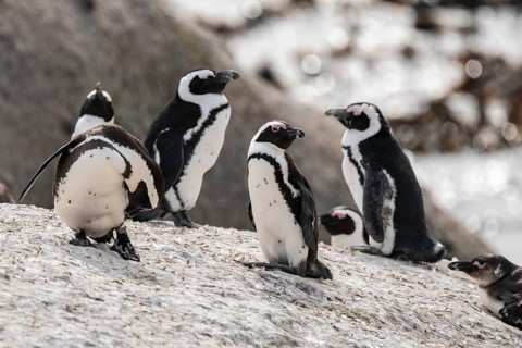 Penguin colony, spectacled penguins (Spheniscus demersus) on a rock, Boulder Beach, Western Cape,