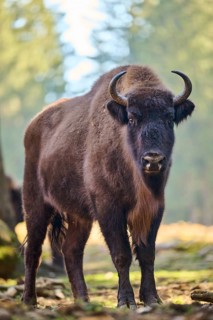 European bison (Bison bonasus) in a forest in spring, Bavarian Forest, Germany
