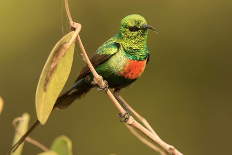 Beautiful Sunbird (Cinnyris pulchellus) male, Gambia