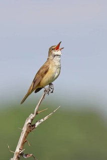 Great Reed Warbler (Acrocephalus arundinaceus), with open beak, singing, twittering, sitting on a