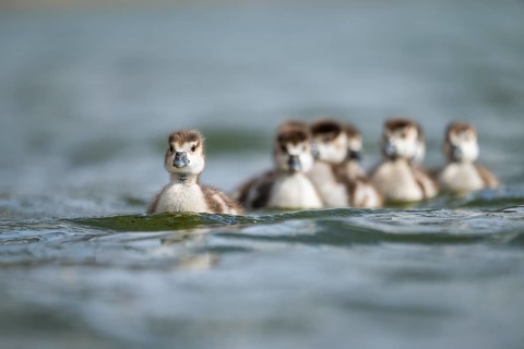 Egyptian goose (Alopochen aegyptiaca) chicks swimming on a lake, Bavaria, Germany