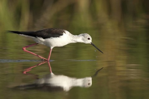 Black-winged Stilt (Himantopus himantopus), Castile-La Mancha, Spain