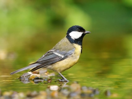 A great tit (Parus major) stands on a gravel island in shallow water, Solms, Hesse, Germany
