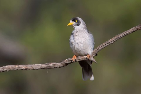 Noisy Miner (Manorina melanocephala), Victoria, Australia