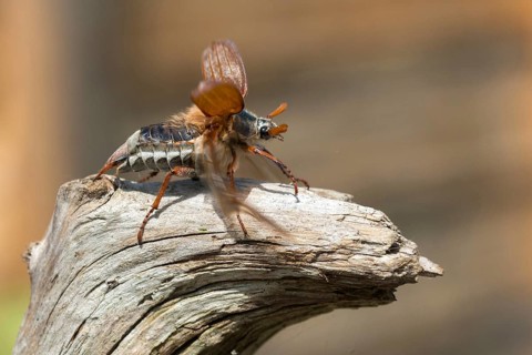 Leaf horn beetle, field may beetle, common may beetle, may bug, melolontha melolontha,