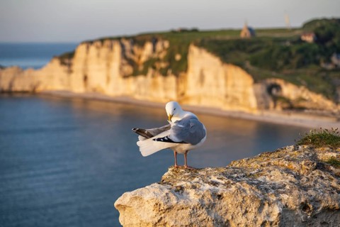 A herring gull (Larus argentatus) preens its plumage on a chalk cliff of the Falaise d'Aval rock