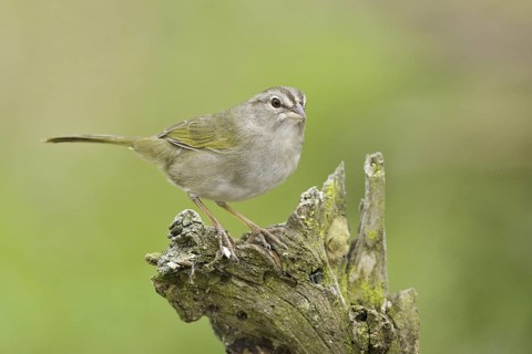 Olive Sparrow (Arremonops rufivirgatus), Texas, USA