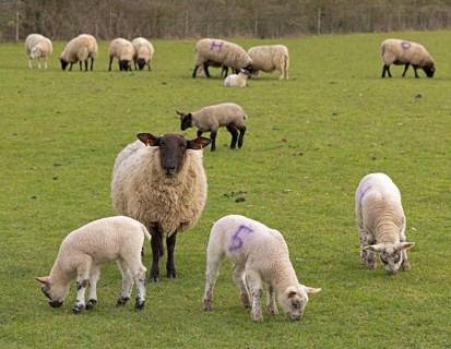 Sheep, lambs, sheep pasture, public footpath, Moreton-in-Marsh, Cotswolds, England, Great Britain