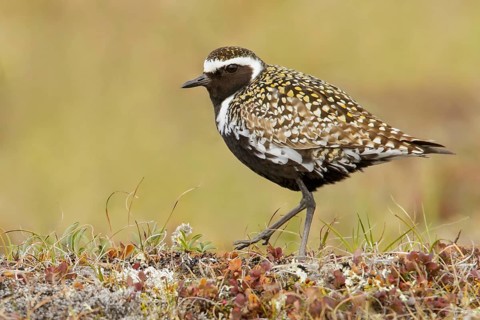 Pacific Golden Plover (Pluvialis fulva) perched on the tundra in Nome, Alaska