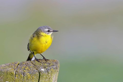 Yellow Wagtail (Motacilla flava) perched on a pasture fence post, Dümmer, Lake Dümmer, Ochsenmoor,