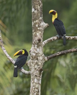 Yellow-throated Toucan (Ramphastos ambiguus swainsonii), Costa Rica