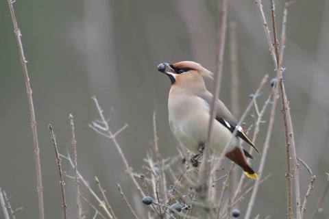 Bohemian Waxwing (Bombycilla garrulus) feeding on berries, North Rhine-Westphalia, Germany