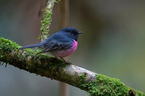Pink Robin (Petroica rodinogaster) male perched on a mossy branch, Victoria, Australia