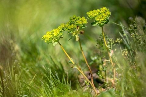 Euphorbia Helioscopia, Euphorbiaceae, Solstice Milkweed, Milkweed, Flora, Plants, Plants, Sun