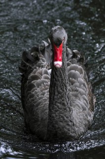 Black swan (Cygnus atratus) (Anas atrata) swimming in pond, large waterbird native to Australia
