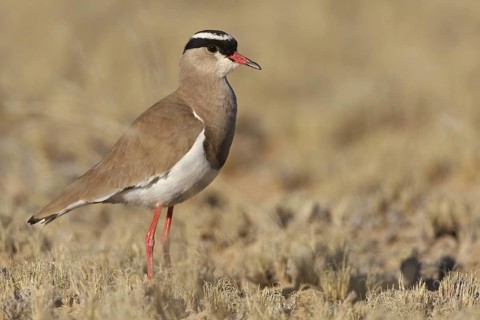 Crowned Lapwing (Vanellus coronatus), Northern Cape, South Africa